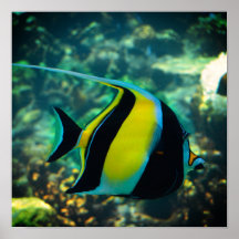 Peixe de Banner Longo