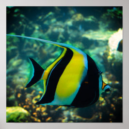 Poster Peixe de Banner Longo