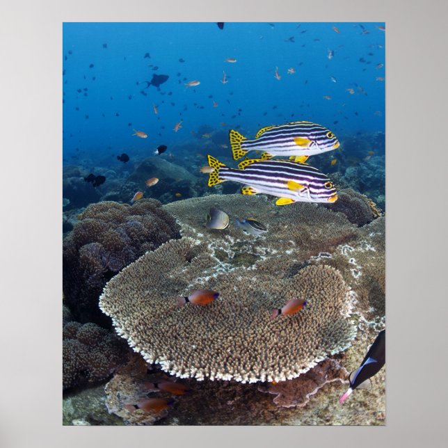 Poster Peixe-doce (Frente)