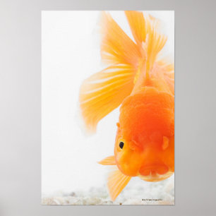 Poster Peixe dourado alaranjado do lionhead (auratus do