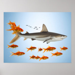 Poster Peixe Dourado e Tubarão