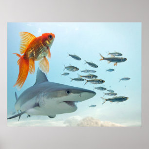 Poster Peixe Dourado e Tubarão
