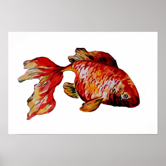 Poster Peixe Dourado Vermelho (Frente)