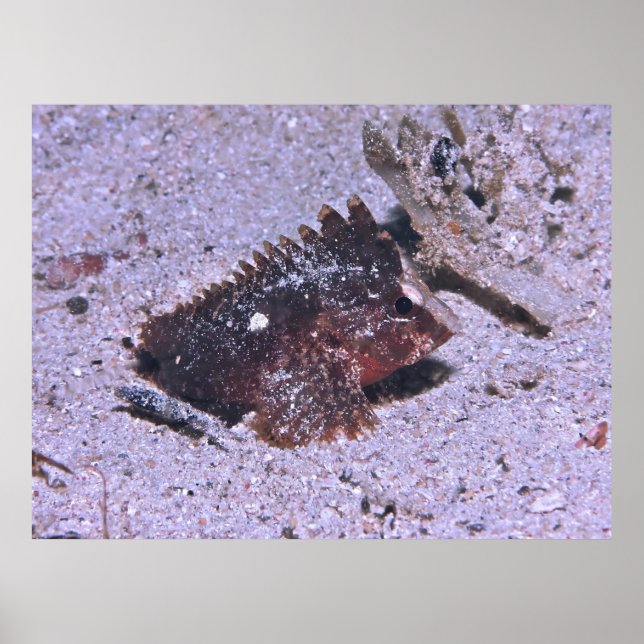 Poster Peixe-espada (Frente)