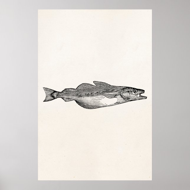 Poster Peixe-espinho-Vintage - Peixes-Aquáticos Modelo (Frente)