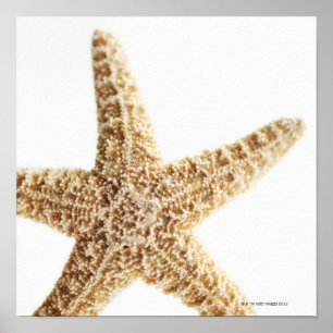 Pôster Peixe-estrela