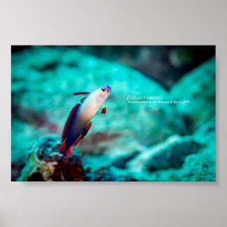 Poster Peixe-fogo elegante