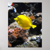 Peixe-ganga amarelo