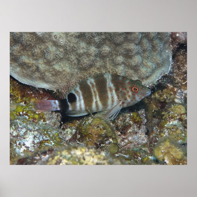Poster Peixe-gato-do-mato-vermelho (Frente)
