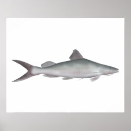 Poster Peixe-gato-do-rio gigante