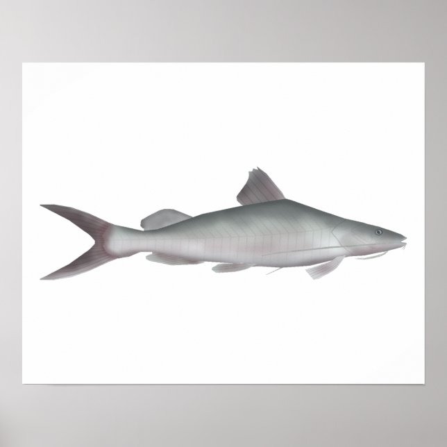 Poster Peixe-gato-do-rio gigante (Frente)