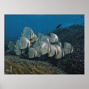 Poster Peixe-gato no recife