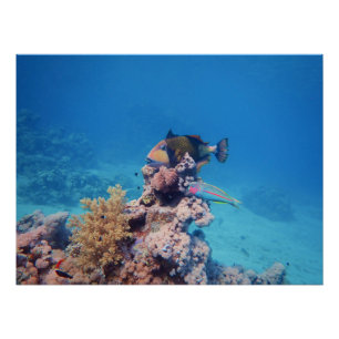 Pôster Peixe-gato repousa sobre um bloco de coral no reci