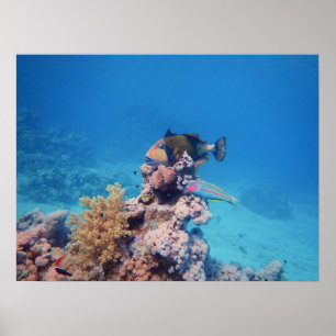 Poster Peixe-gato repousa sobre um bloco de coral no reci