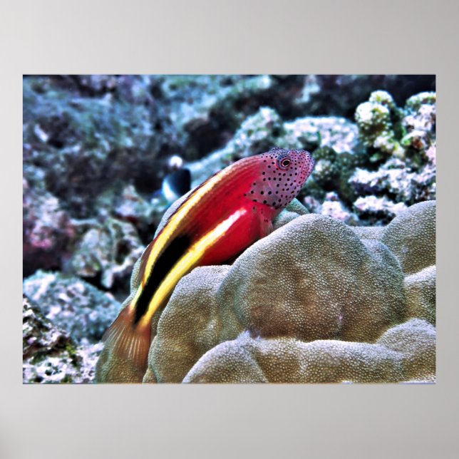 Poster Peixe-gato sarcástico (Frente)