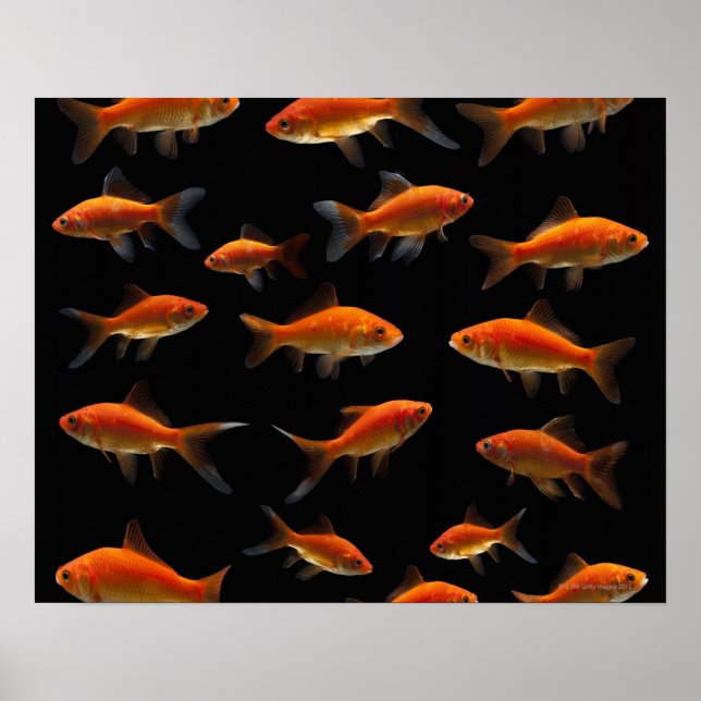Pôster Peixe-Goldfish 2 (Frente)