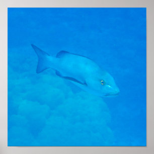 Poster Peixe-Instantâneo do Recipiente do Recipiente da B