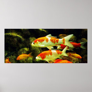 Poster peixe Koi