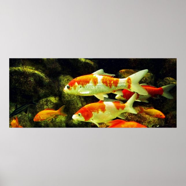 Poster peixe Koi (Frente)