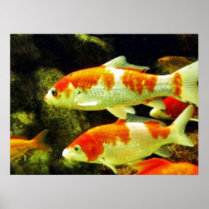 Poster Peixe koi