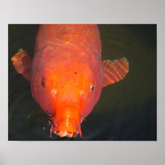 Poster Peixe-Koi-Laranja