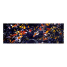 PEIXE KOI SOBRE O FLUXO