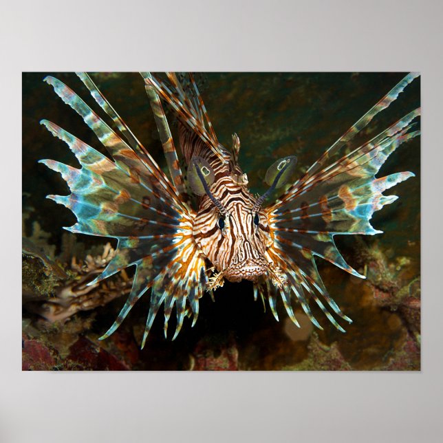 Poster Peixe-leão de perto! Foto muito próxima e intensa  (Frente)