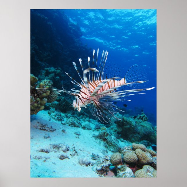 Poster Peixe-leão ou Pterois Miles, Peixe de Recife Oceân (Frente)