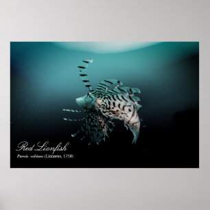Poster Peixe-leão-vermelho (Pterois volitans, Linnaeus, 1