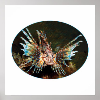Poster Peixe-leão Vermelho, Raja Ampat - Design fotográfi