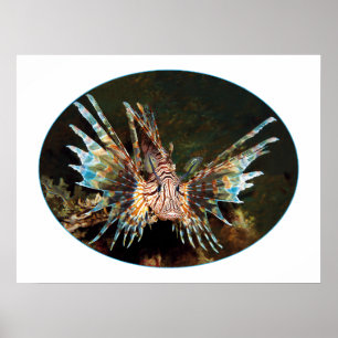 Poster Peixe-leão Vermelho, Raja Ampat - Design fotográfi