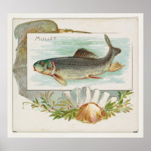 Poster Peixe-Mullet do Atlântico Vintage (1889)