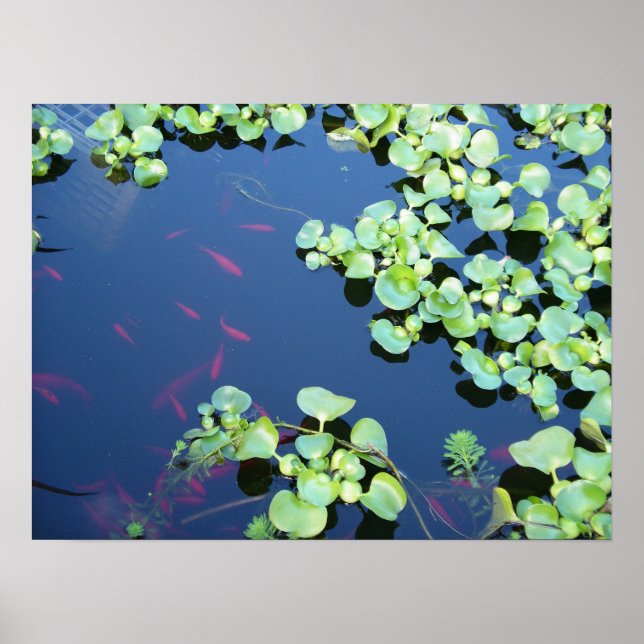 Pôster peixe na água (Frente)