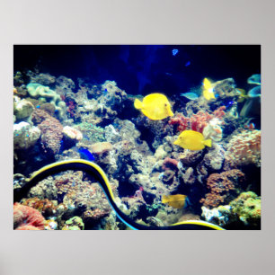 Poster peixe-neon amarelo tropical
