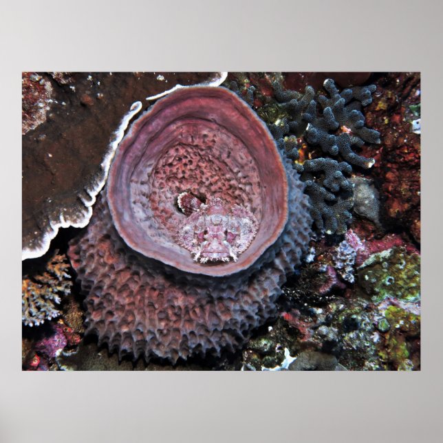 Poster Peixe num barril (Frente)