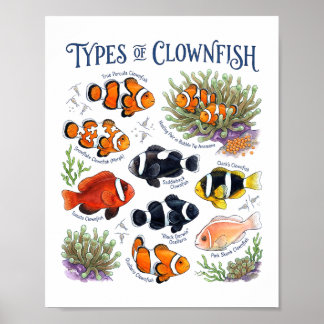 Poster Peixe-Palhaço Aquarela Arte de Peixes de Recife Tr