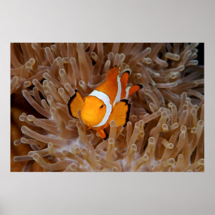 Poster Peixe-palhaço - Molokai, North Shore Cliff