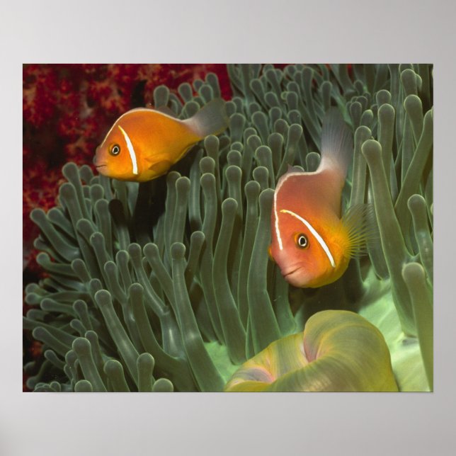 Poster Peixe-palhaço-rosa em Anêmona-do-mar Magnífica (Frente)