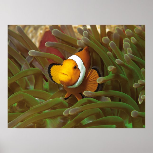 Poster Peixe-palheiro em anêmona verde. Coralreef Raja Am (Frente)