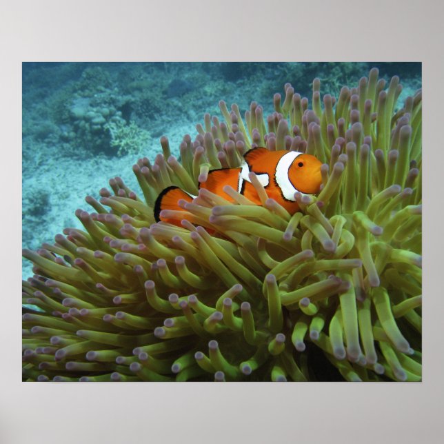 Pôster Peixe-palheiro ocidental ( Amphiprion ocellaris ) (Frente)