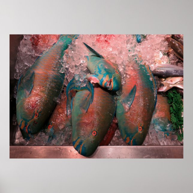 Pôster Peixe-papagaio (Frente)