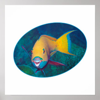 Poster Peixe-papagaio foto submarina - design fotográfico