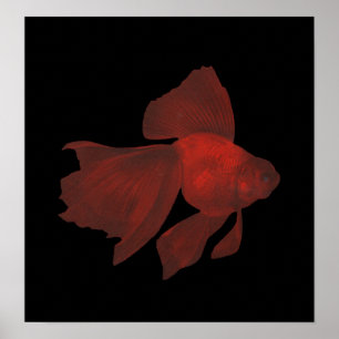 Poster Peixe - Peixe-Peixe-Cruzado - Carassius auratus
