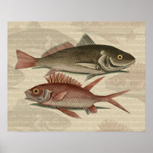 Pôster Peixe Perca Vermelha Arte de Pescador
