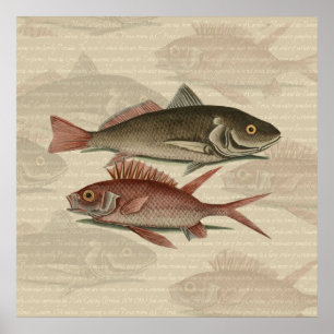 Pôster Peixe Perca Vermelha Arte de Pescador