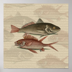 Pôster Peixe Perca Vermelha Arte de Pescador