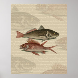 Poster Peixe Perca Vermelha Arte de Pescador