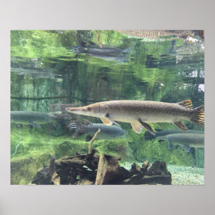 Poster Peixe Pike