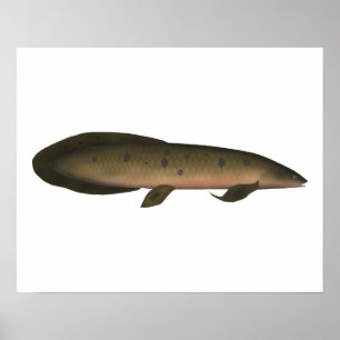 Poster Peixe-pulmão australiano