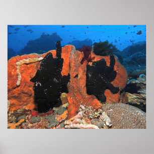 Poster Peixe-Rã Duplo Gigante
